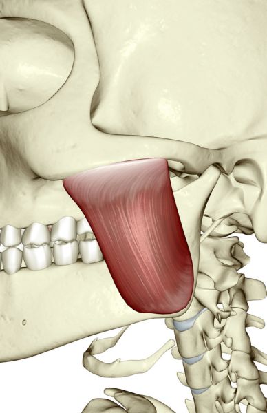 Masseter (Bruksizm) Botoks Nedir? İstanbul, Nişantaşı